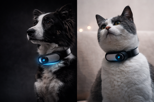 PawCam™ – See What Your Pet Sees Anytime